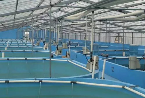 我們要養(yǎng)魚(yú),我們也要環(huán)保 一文秒懂 工廠化水產(chǎn)養(yǎng)殖系統(tǒng)