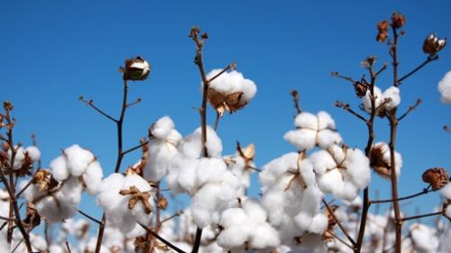 精心培育生機(jī)天然好棉,c a帶來環(huán)保時(shí)尚新主張