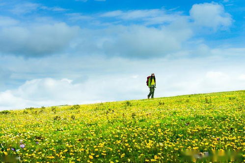 新疆自駕游好去處 神仙極地喀拉峻大草原,如詩畫般的天山風(fēng)光